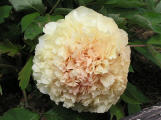 Bijou de Chussan
