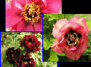Duchesse of Marlborough