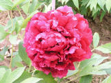 Mme Andre Devillers