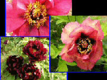 Rockii-Sämlingspflanzen, 1,50m - 2,00m